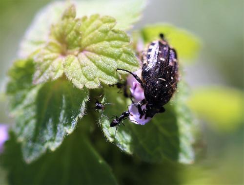 Réf. 181 712 : Oxythyrea funesta